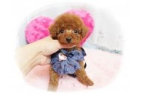 成約済の岡山県のトイプードル-37454の1枚目