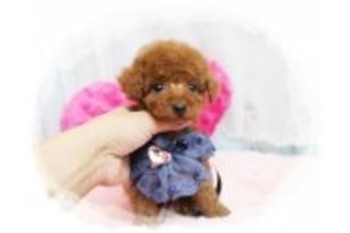 成約済の岡山県のトイプードル-37454の2枚目