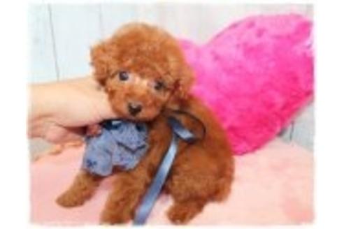 成約済の岡山県のトイプードル-37454の3枚目