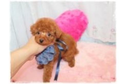 成約済の岡山県のトイプードル-37454の4枚目