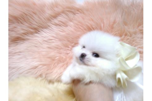 成約済の愛知県のポメラニアン-37457の2枚目