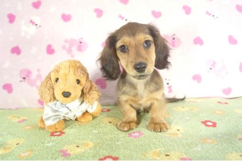 成約済の兵庫県のカニンヘンダックスフンド-35209の3枚目