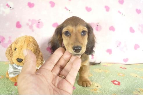 成約済の兵庫県のカニンヘンダックスフンド-35209の4枚目