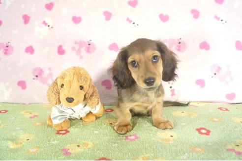 成約済の兵庫県のカニンヘンダックスフンド-35209の1枚目