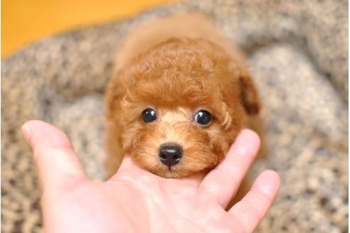 成約済の茨城県のトイプードル-37511の1枚目