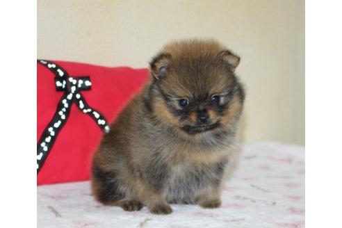 成約済の埼玉県のポメラニアン-36958の4枚目
