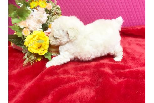 成約済の石川県のトイプードル-37520の5枚目