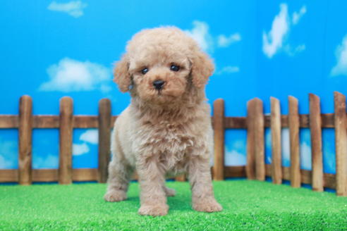 成約済の滋賀県のトイプードル-37529の2枚目