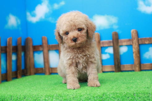 成約済の滋賀県のトイプードル-37529の1枚目