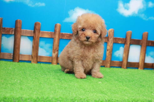 成約済の滋賀県のトイプードル-37530の2枚目