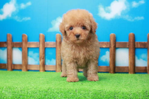 成約済の滋賀県のトイプードル-37530の1枚目