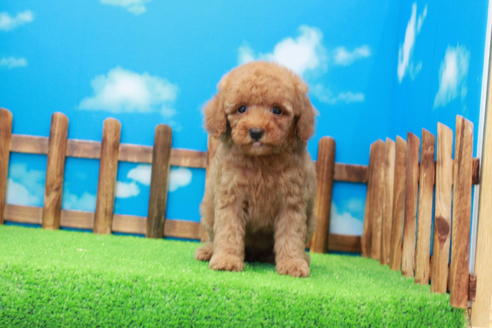 成約済の滋賀県のトイプードル-37531の3枚目