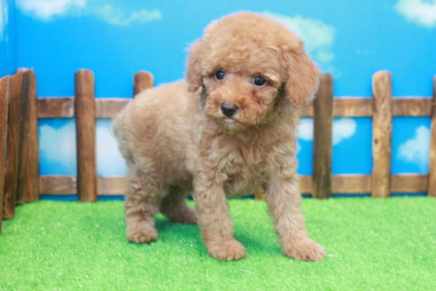 成約済の滋賀県のトイプードル-37531の2枚目