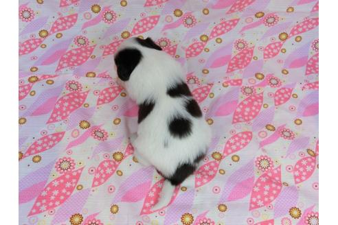 成約済の千葉県のパピヨン-37533の4枚目