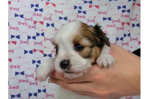 成約済の千葉県のパピヨン-37540の1枚目