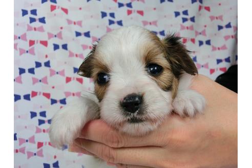 成約済の千葉県のパピヨン-37540の2枚目