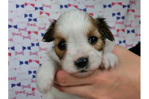 成約済の千葉県のパピヨン-37540の3枚目