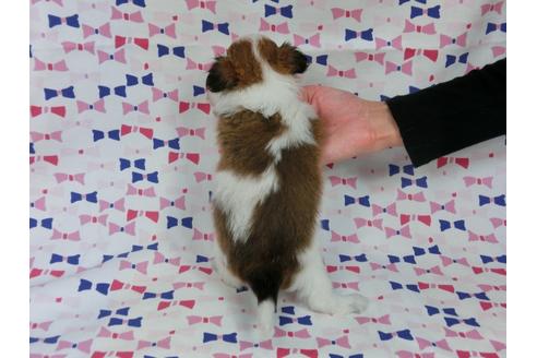 成約済の千葉県のパピヨン-37540の4枚目