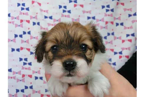 成約済の千葉県のパピヨン-37541の3枚目