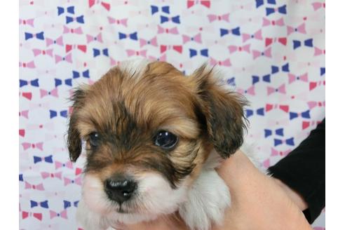 成約済の千葉県のパピヨン-37541の4枚目