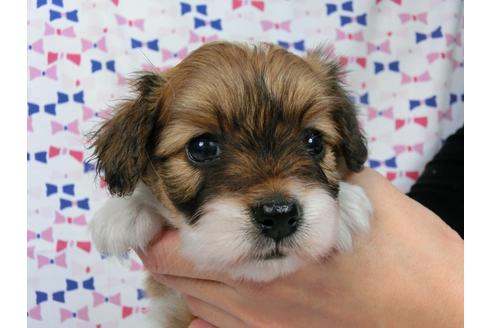 成約済の千葉県のパピヨン-37541の1枚目