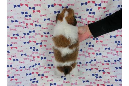 成約済の千葉県のパピヨン-37541の2枚目