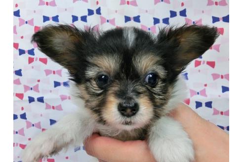 成約済の千葉県のパピヨン-37542の4枚目