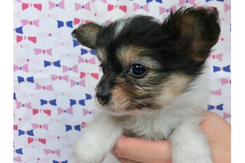 成約済の千葉県のパピヨン-37542の1枚目