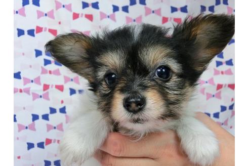 成約済の千葉県のパピヨン-37542の2枚目