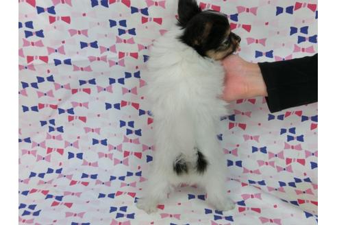 成約済の千葉県のパピヨン-37542の3枚目