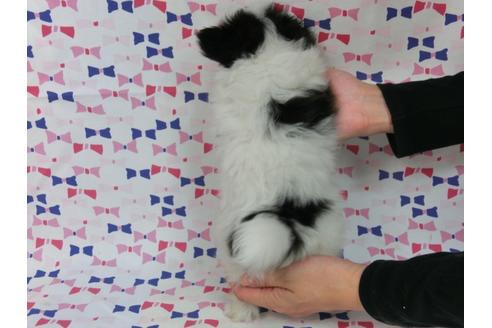 成約済の千葉県のパピヨン-37543の4枚目