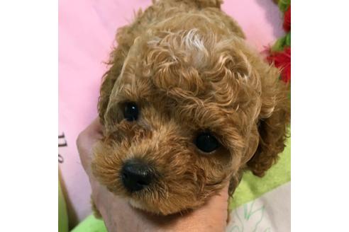 成約済の福岡県のトイプードル-37412の3枚目