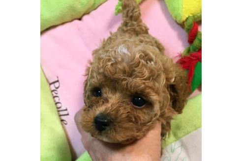 成約済の福岡県のトイプードル-37412の2枚目