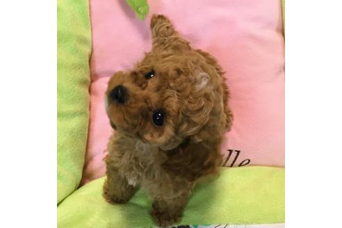 成約済の福岡県のトイプードル-37412の1枚目