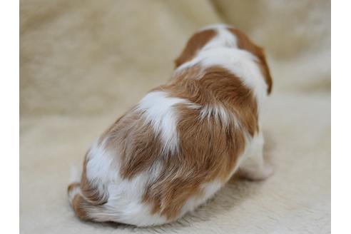 成約済の茨城県のキャバリアキングチャールズスパニエル-37488の3枚目