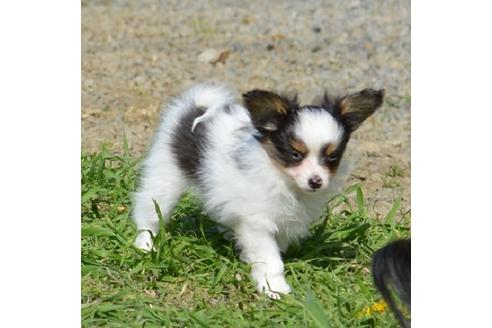 成約済の栃木県のパピヨン-37557の3枚目