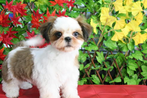 成約済の京都府のシーズー-33874の5枚目