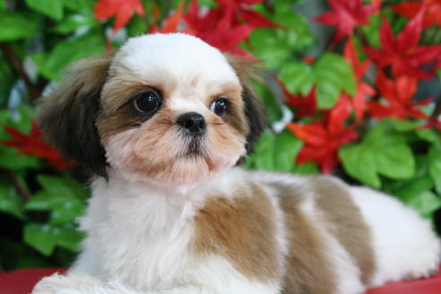 成約済の京都府のシーズー-33874の3枚目