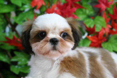 成約済の京都府のシーズー-33874の1枚目