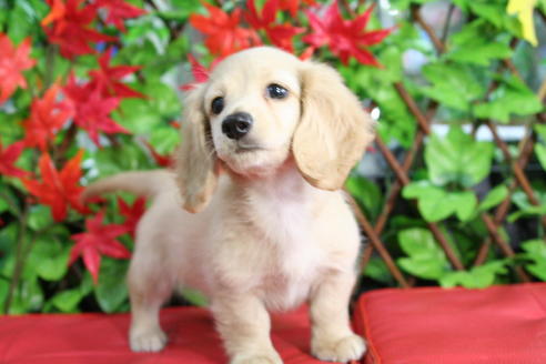 成約済の京都府のミニチュアダックスフンド(ロングヘアード)-35989の3枚目