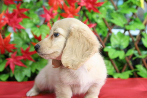 成約済の京都府のミニチュアダックスフンド(ロングヘアード)-35989の4枚目