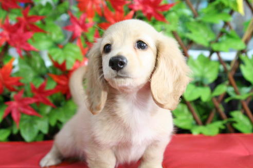 成約済の京都府のミニチュアダックスフンド(ロングヘアード)-35989の2枚目