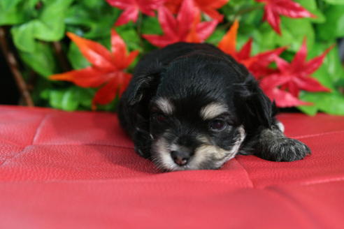 成約済の京都府のチワマル:チワワ×マルチーズ-37629の5枚目