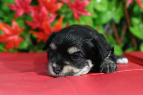 成約済の京都府のチワマル:チワワ×マルチーズ-37629の4枚目