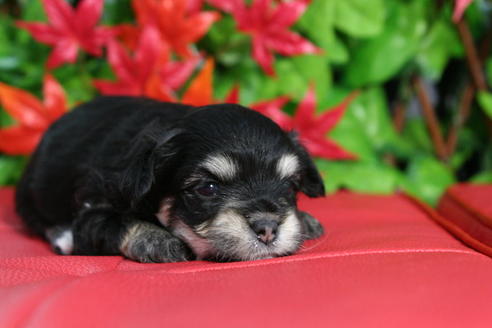 成約済の京都府のチワマル:チワワ×マルチーズ-37629の3枚目