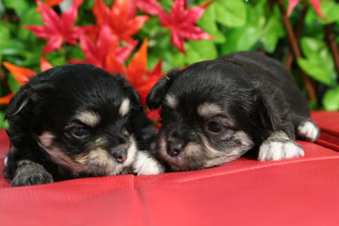 成約済の京都府のチワマル:チワワ×マルチーズ-37629の2枚目