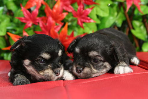 成約済の京都府のチワマル:チワワ×マルチーズ-37629の1枚目