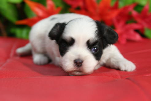 成約済の京都府のチワマル:チワワ×マルチーズ-37631の5枚目