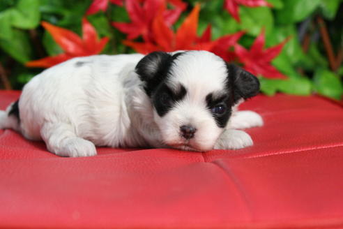 成約済の京都府のチワマル:チワワ×マルチーズ-37631の4枚目