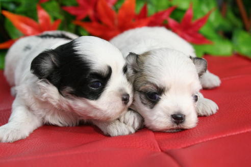 成約済の京都府のチワマル:チワワ×マルチーズ-37631の2枚目